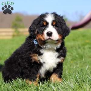 Crooked Jim, Bernese Mountain Dog Puppy